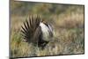 Sage Grouse, Courtship Display-Ken Archer-Mounted Photographic Print