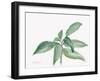 Sage I-Chris Paschke-Framed Art Print