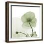 Sage Iceland Poppy-Albert Koetsier-Framed Art Print