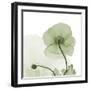 Sage Iceland Poppy-Albert Koetsier-Framed Art Print