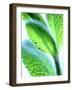 Sage Leaves-Dorota & Bogdan Bialy-Framed Photographic Print