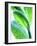 Sage Leaves-Dorota & Bogdan Bialy-Framed Photographic Print