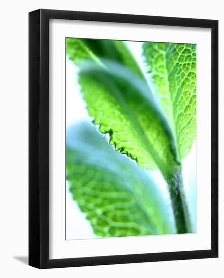 Sage Leaves-Dorota & Bogdan Bialy-Framed Photographic Print