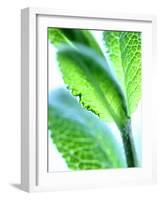 Sage Leaves-Dorota & Bogdan Bialy-Framed Photographic Print