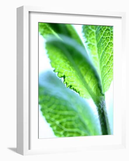 Sage Leaves-Dorota & Bogdan Bialy-Framed Photographic Print