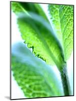 Sage Leaves-Dorota & Bogdan Bialy-Mounted Photographic Print