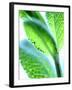 Sage Leaves-Dorota & Bogdan Bialy-Framed Photographic Print