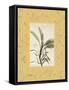 Sage Mat-Albert Koetsier-Framed Stretched Canvas