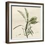 Sage Moment-Albert Koetsier-Framed Art Print