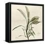 Sage Moment-Albert Koetsier-Framed Stretched Canvas