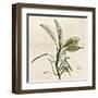 Sage Moment-Albert Koetsier-Framed Art Print