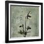 Sage Opus Columbine-Albert Koetsier-Framed Art Print