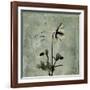 Sage Opus Columbine-Albert Koetsier-Framed Art Print