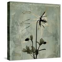 Sage Opus Columbine-Albert Koetsier-Stretched Canvas