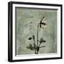 Sage Opus Columbine-Albert Koetsier-Framed Art Print