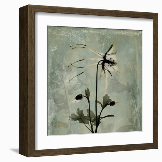 Sage Opus Columbine-Albert Koetsier-Framed Art Print