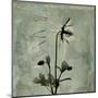 Sage Opus Columbine-Albert Koetsier-Mounted Art Print