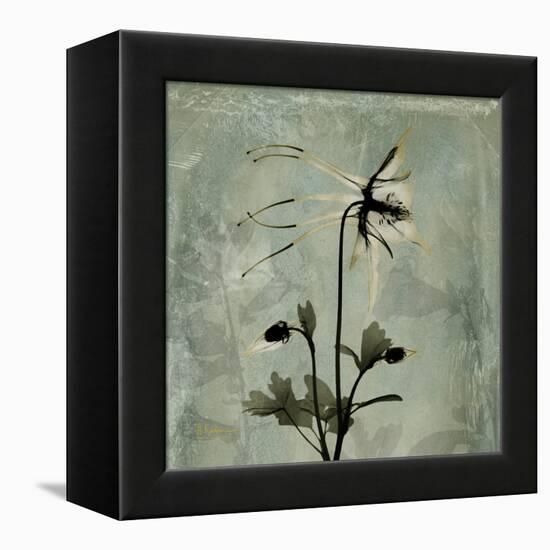 Sage Opus Columbine-Albert Koetsier-Framed Stretched Canvas