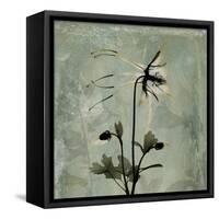 Sage Opus Columbine-Albert Koetsier-Framed Stretched Canvas