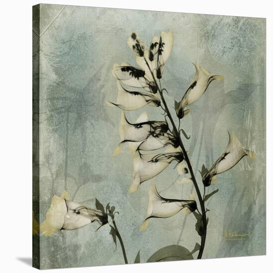 Sage Opus Foxglove-Albert Koetsier-Stretched Canvas