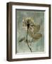 Sage Opus Rose-Albert Koetsier-Framed Art Print