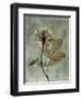 Sage Opus Rose-Albert Koetsier-Framed Art Print