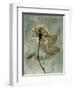 Sage Opus Rose-Albert Koetsier-Framed Art Print