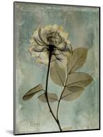 Sage Opus Rose-Albert Koetsier-Mounted Art Print