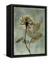 Sage Opus Rose-Albert Koetsier-Framed Stretched Canvas