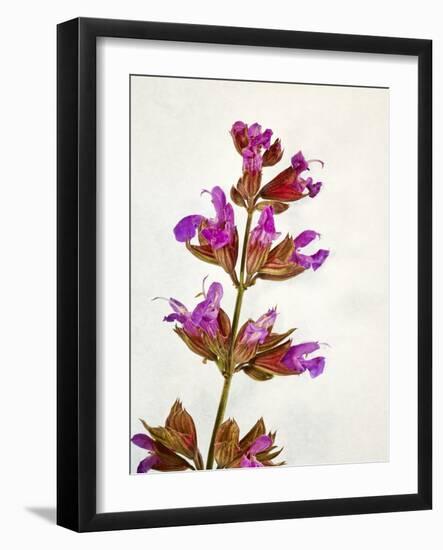 Sage, Salvia, Handle, Blossoms, Green, Red, Pink-Axel Killian-Framed Photographic Print