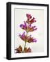 Sage, Salvia, Handle, Blossoms, Green, Red, Pink-Axel Killian-Framed Photographic Print
