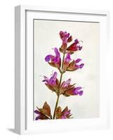 Sage, Salvia, Handle, Blossoms, Green, Red, Pink-Axel Killian-Framed Photographic Print