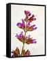 Sage, Salvia, Handle, Blossoms, Green, Red, Pink-Axel Killian-Framed Stretched Canvas