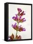 Sage, Salvia, Handle, Blossoms, Green, Red, Pink-Axel Killian-Framed Stretched Canvas