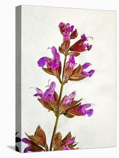 Sage, Salvia, Handle, Blossoms, Green, Red, Pink-Axel Killian-Stretched Canvas