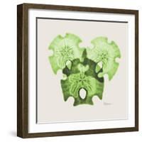 Sage Sand Dollars L326-Albert Koetsier-Framed Photographic Print