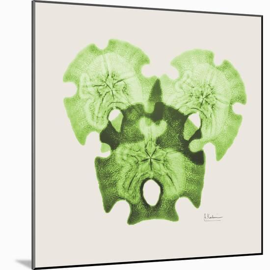 Sage Sand Dollars L326-Albert Koetsier-Mounted Photographic Print