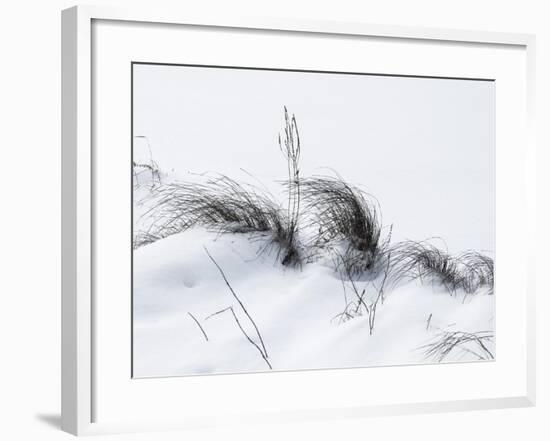 Sagebrush In Snowdrifts And Wind B&W-Anthony Paladino-Framed Giclee Print