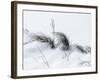 Sagebrush In Snowdrifts And Wind B&W-Anthony Paladino-Framed Giclee Print