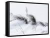 Sagebrush In Snowdrifts And Wind B&W-Anthony Paladino-Framed Stretched Canvas