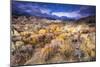 Sagebrush in the Alabama Hills under the Sierra Nevada Mountains, Owen's Valley, California, Usa-Russ Bishop-Mounted Photographic Print
