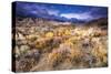 Sagebrush in the Alabama Hills under the Sierra Nevada Mountains, Owen's Valley, California, Usa-Russ Bishop-Stretched Canvas