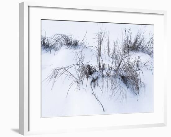 Sagebrush In Winters Snow And Wind B&W-Anthony Paladino-Framed Giclee Print