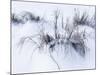 Sagebrush In Winters Snow And Wind B&W-Anthony Paladino-Mounted Giclee Print