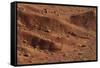 Sagebrush on Red Earth-DLILLC-Framed Stretched Canvas