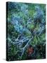 Sagebrush, Paintbrush, and Daisies, Sevier Plateau, Fishlake National Forest, Utah, USA-Scott T. Smith-Stretched Canvas
