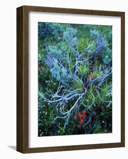 Sagebrush, Paintbrush, and Daisies, Sevier Plateau, Fishlake National Forest, Utah, USA-Scott T. Smith-Framed Photographic Print