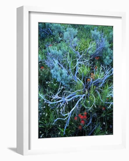 Sagebrush, Paintbrush, and Daisies, Sevier Plateau, Fishlake National Forest, Utah, USA-Scott T. Smith-Framed Photographic Print