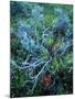 Sagebrush, Paintbrush, and Daisies, Sevier Plateau, Fishlake National Forest, Utah, USA-Scott T. Smith-Mounted Photographic Print