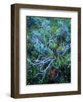 Sagebrush, Paintbrush, and Daisies, Sevier Plateau, Fishlake National Forest, Utah, USA-Scott T. Smith-Framed Photographic Print